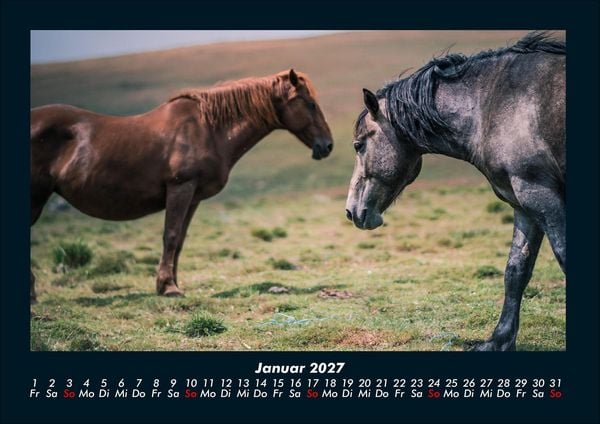 Produktbild: Pferde Kalender 2027 Fotokalender DIN A4