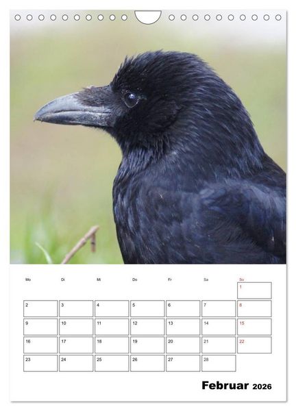 Produktbild: Rabenv&ouml;gel Terminplaner (Wandkalender 2026 DIN A4 hoch), CALVENDO Monatskalender