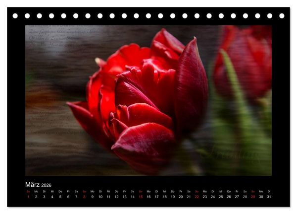 Produktbild: Rot (Tischkalender 2026 DIN A5 quer), CALVENDO Monatskalender