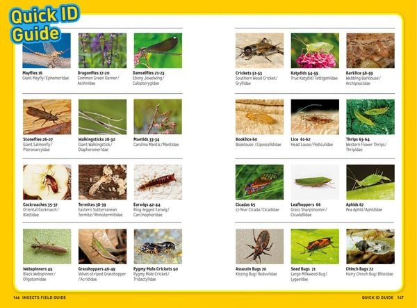 Produktbild: Ultimate Explorer Field Guide: Insects