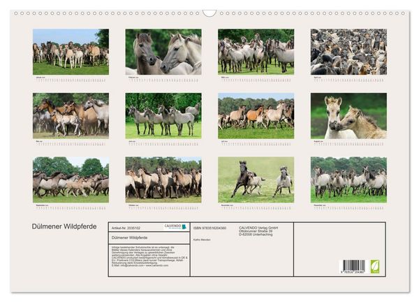 Produktbild: D&uuml;lmener Wildpferde (Wandkalender 2026 DIN A2 quer), CALVENDO Monatskalender