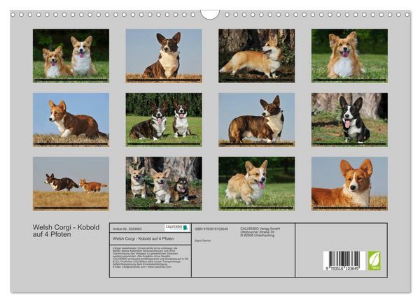 Produktbild: Welsh Corgi - Kobold auf 4 Pfoten (Wandkalender 2026 DIN A3 quer), CALVENDO Monatskalender