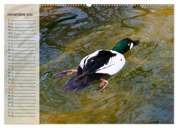 Produktbild: La vie paisible des canards (Calendrier mural 2026 DIN A2 vertical), CALVENDO calendrier mensuel