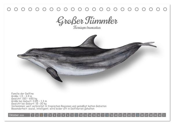 Produktbild: Wale und Delfine Steckbriefe (Tischkalender 2026 DIN A5 quer), CALVENDO Monatskalender