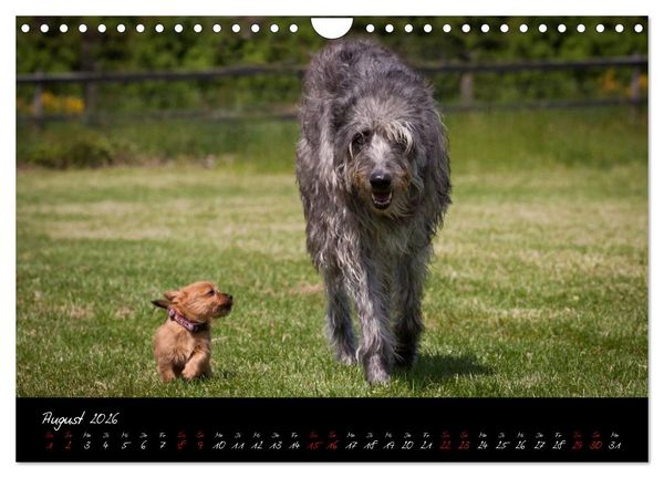 Produktbild: Australian Terrier Welpen (Wandkalender 2026 DIN A4 quer), CALVENDO Monatskalender