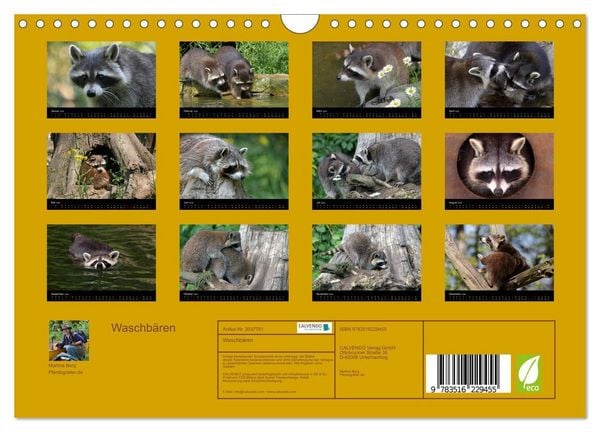 Produktbild: Waschb&auml;ren (Wandkalender 2026 DIN A4 quer), CALVENDO Monatskalender