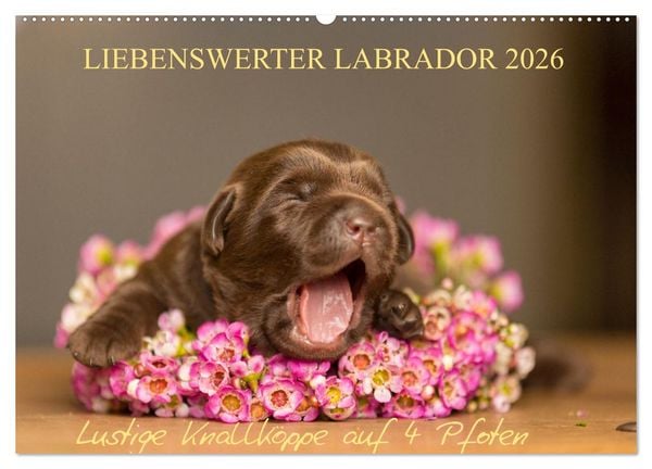 Produktbild: Liebenswerter Labrador 2026 (Wandkalender 2026 DIN A2 quer), CALVENDO Monatskalender