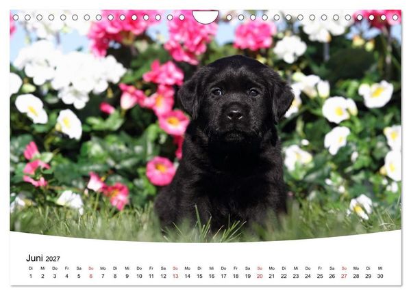 Produktbild: Labrador Welpen - Labrador Puppies (Wandkalender 2027 DIN A4 quer), CALVENDO Monatskalender