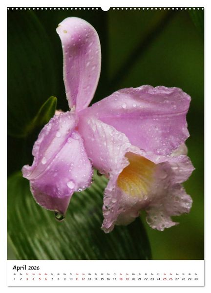Produktbild: Costa Rica - Fauna & Flora (Wandkalender 2026 DIN A2 hoch), CALVENDO Monatskalender