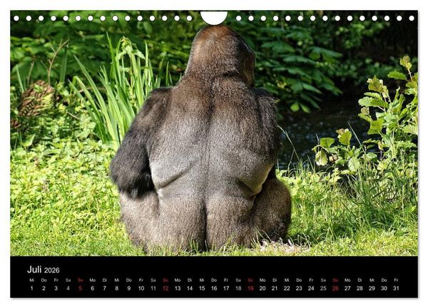 Produktbild: Gorillas - Die sanften Wilden (Wandkalender 2026 DIN A4 quer), CALVENDO Monatskalender