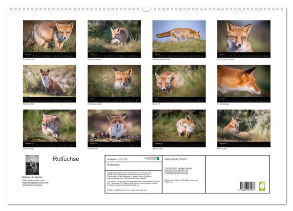 Produktbild: Rotf&uuml;chse (Wandkalender 2026 DIN A2 quer), CALVENDO Monatskalender