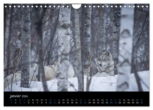 Produktbild: J'ai vu le loup (Calendrier mural 2026 DIN A4 vertical), CALVENDO calendrier mensuel