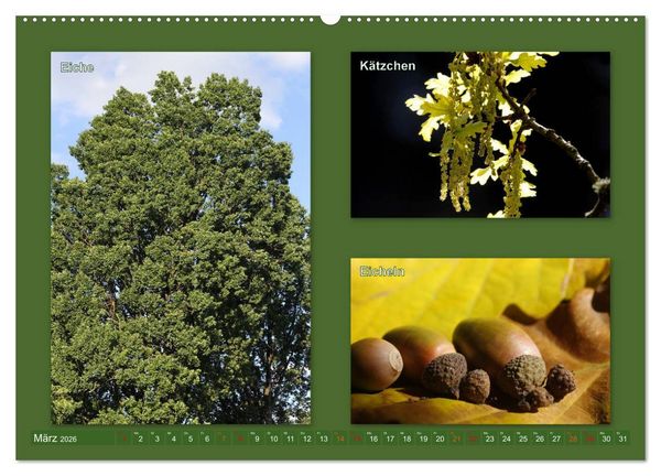 Produktbild: Faszinierende B&auml;ume (Wandkalender 2026 DIN A2 quer), CALVENDO Monatskalender