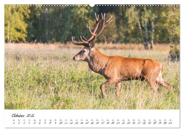 Produktbild: Rotwild - im Naturparadies der Mecklenburgischen Seenplatte (hochwertiger Premium Wandkalender 2026 DIN A2 quer), Kunstdruck in Hochglanz