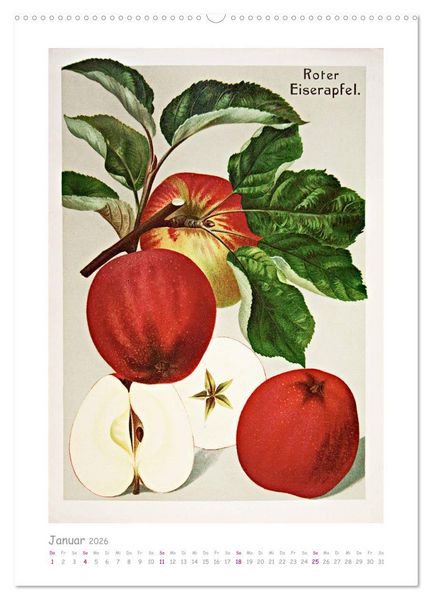Produktbild: &Auml;pfel/Appels. Alte ostfriesische Sorten (hochwertiger Premium Wandkalender 2026 DIN A2 hoch), Kunstdruck in Hochglanz