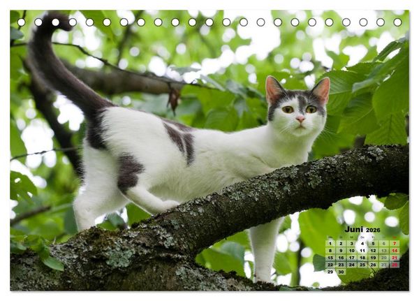 Produktbild: Katzen im Gr&uuml;nen (Tischkalender 2026 DIN A5 quer), CALVENDO Monatskalender
