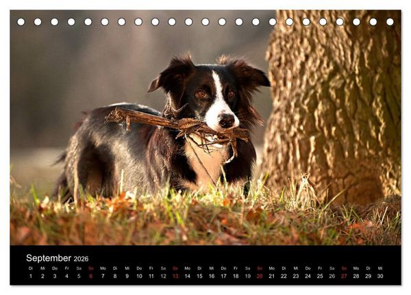 Produktbild: Border Collies (Tischkalender 2026 DIN A5 quer), CALVENDO Monatskalender