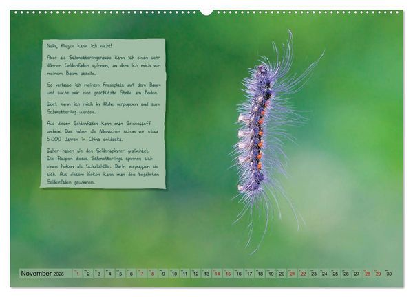 Produktbild: GEOclick Lernkalender: Steckbriefe einheimischer Schmetterlinge (hochwertiger Premium Wandkalender 2026 DIN A2 quer), Kunstdruck in Hochglanz