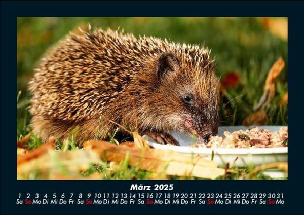 Produktbild: Welt der Tiere 2025 Fotokalender DIN A5
