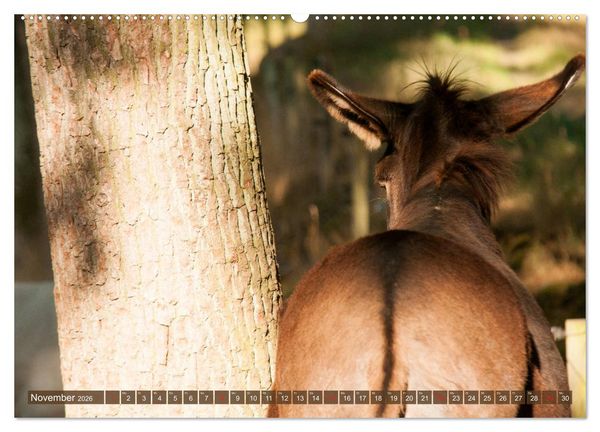 Produktbild: Liebenswerte Langohren - Die Sch&ouml;nheit der Esel (Wandkalender 2026 DIN A2 quer), CALVENDO Monatskalender