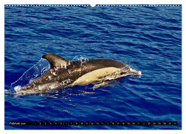 Produktbild: Big Five aus dem Ozean Hai, Delphin, Wal, Robbe, Pinguin (Wandkalender 2026 DIN A2 quer), CALVENDO Monatskalender