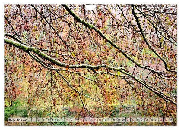 Produktbild: Au c&oelig;ur de la for&ecirc;t (Calendrier mural 2026 DIN A4 vertical), CALVENDO calendrier mensuel