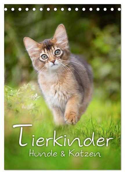 Produktbild: Tierkinder Hunde und Katzen (Tischkalender 2026 DIN A5 hoch), CALVENDO Monatskalender