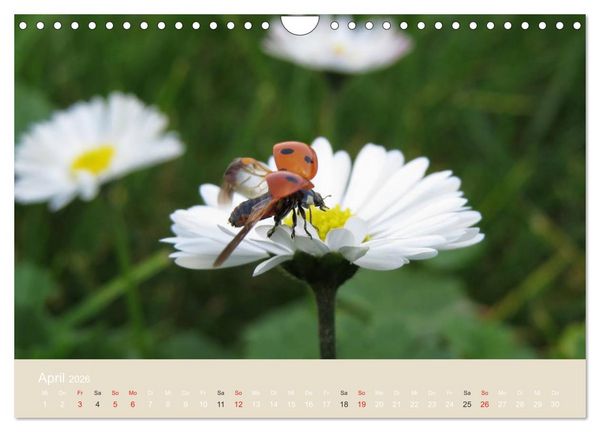 Produktbild: Kleine Gl&uuml;cksk&auml;fer (Wandkalender 2026 DIN A4 quer), CALVENDO Monatskalender