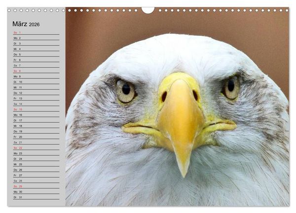 Produktbild: Adler und Greife. K&ouml;nige des Himmels (Wandkalender 2026 DIN A3 quer), CALVENDO Monatskalender