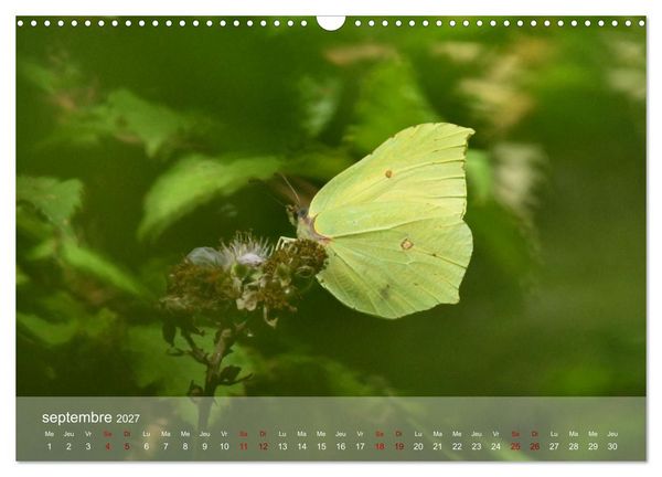 Produktbild: Oiseaux, Papillons et Libellules (Calendrier mural 2027 DIN A3 vertical), CALVENDO calendrier mensuel