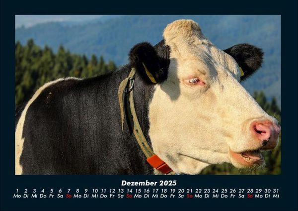 Produktbild: Kuhkalender 2025 Fotokalender DIN A4