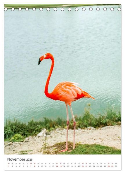 Produktbild: Flamingos in rosa Federpracht. (Tischkalender 2026 DIN A5 hoch), CALVENDO Monatskalender