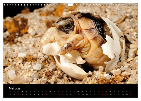 Produktbild: REPTILIEN IM TERRARIUM (Wandkalender 2026 DIN A3 quer), CALVENDO Monatskalender