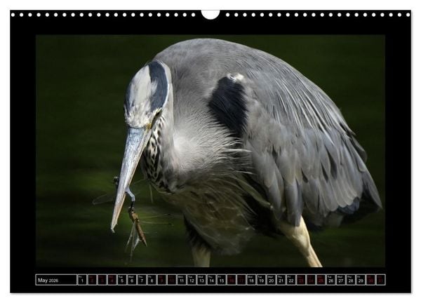 Produktbild: The heron parade (Wall Calendar 2026 DIN A3 landscape), CALVENDO 12 Month Wall Calendar