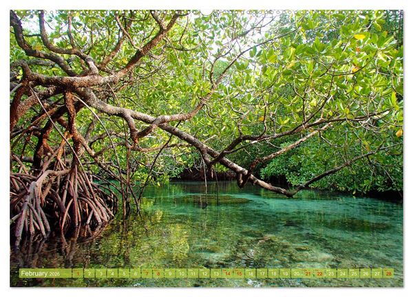 Produktbild: Mangroves - Valuable Habitat (High Quality Premium Wall Calendar 2026 DIN A2 landscape),CALVENDO 12 Month Wall Calendar
