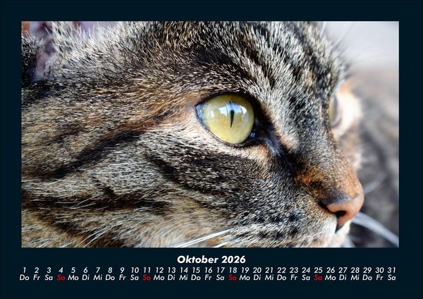 Produktbild: F&uuml;r Katzenfreunde 2026 Fotokalender DIN A4