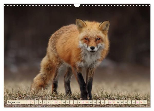 Produktbild: Fuchs - schlauer R&auml;uber (Wandkalender 2026 DIN A3 quer), CALVENDO Monatskalender