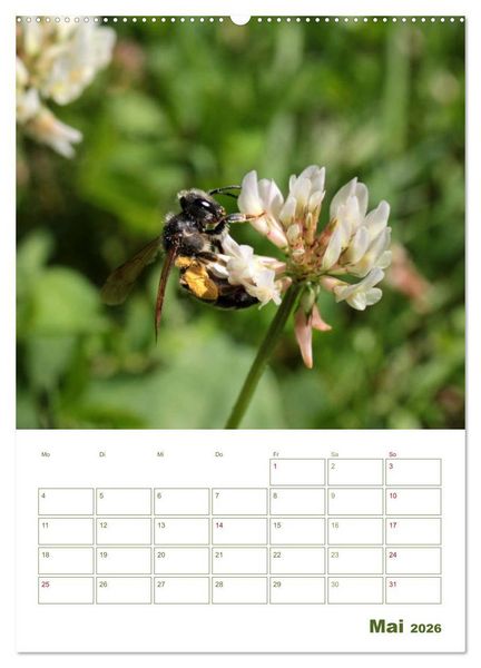 Produktbild: Wildbienen-Terminplaner 2026 (Wandkalender 2026 DIN A2 hoch), CALVENDO Monatskalender