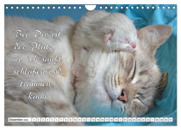Produktbild: Tierbabies - Spruchkalender (Wandkalender 2026 DIN A4 quer), CALVENDO Monatskalender