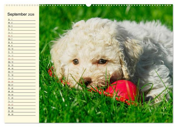 Produktbild: Lagotto Romagnolo - Italienischer Tr&uuml;ffelhund (Wandkalender 2026 DIN A2 quer), CALVENDO Monatskalender