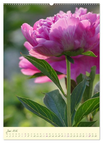 Produktbild: Bl&uuml;tenzauber im Garten (hochwertiger Premium Wandkalender 2026 DIN A2 hoch), Kunstdruck in Hochglanz