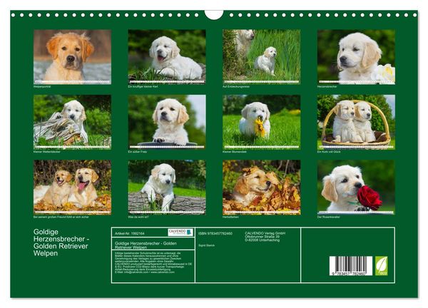 Produktbild: Goldige Herzensbrecher - Golden Retriever Welpen (Wandkalender 2026 DIN A3 quer), CALVENDO Monatskalender