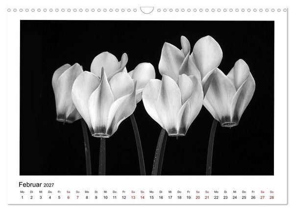 Produktbild: Die grafische Sch&ouml;nheit der Pflanzen &ndash; Schwarz-Wei&szlig; (Wandkalender 2027 DIN A3 quer), CALVENDO Monatskalender
