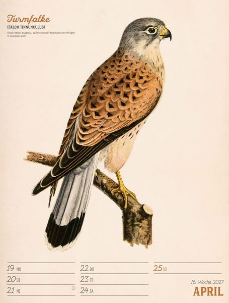Produktbild: Wunderbare Vogelwelt Wochenplaner Kalender 2027