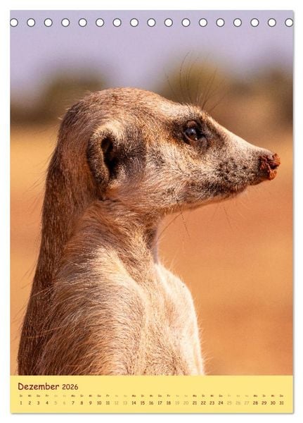 Produktbild: Erdm&auml;nnchen - Eine Kolonie in der Kalahari (Tischkalender 2026 DIN A5 hoch), CALVENDO Monatskalender