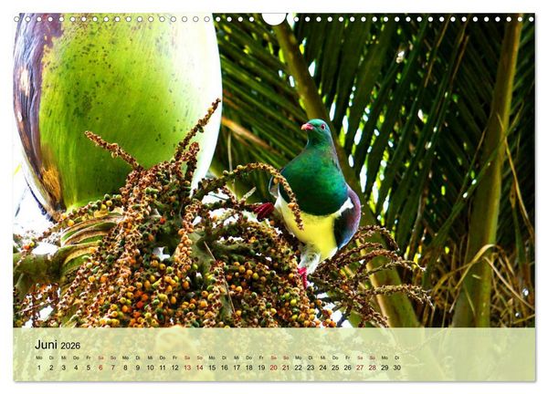 Produktbild: Neuseelands Vogelwelt (Wandkalender 2026 DIN A3 quer), CALVENDO Monatskalender