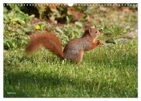 Produktbild: Neuer Spa&szlig; mit Eichh&ouml;rnchen-Kindern (Wandkalender 2026 DIN A3 quer), CALVENDO Monatskalender
