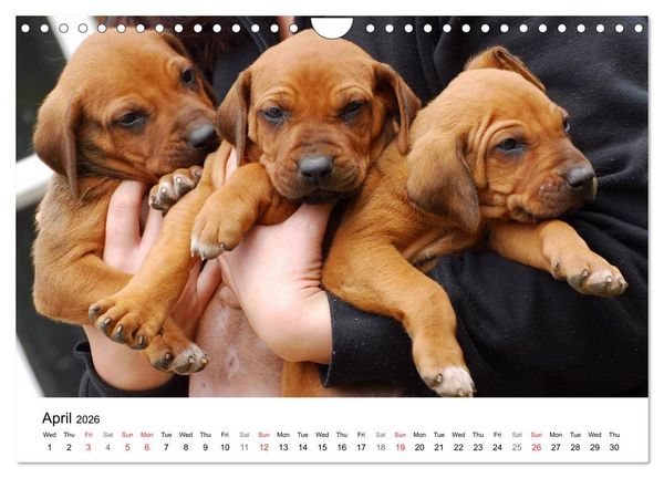Produktbild: Rhodesian Ridgeback Puppies (Wall Calendar 2026 DIN A4 landscape), CALVENDO 12 Month Wall Calendar