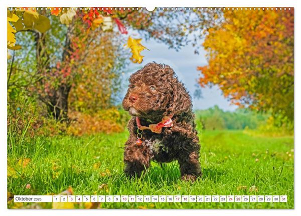 Produktbild: Lagotto Romagnolo Welpen - Sieben kleine Weltentdecker auf gro&szlig;er Fahrt (hochwertiger Premium Wandkalender 2026 DIN A2 quer), Kunstdruck in Hochglanz