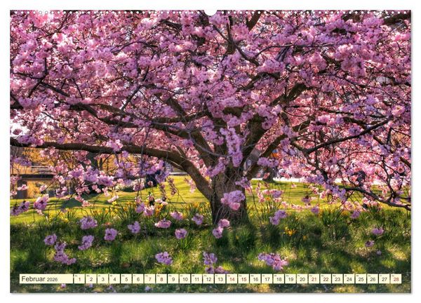 Produktbild: B&auml;ume, der Atem der Natur (Wandkalender 2026 DIN A2 quer), CALVENDO Monatskalender